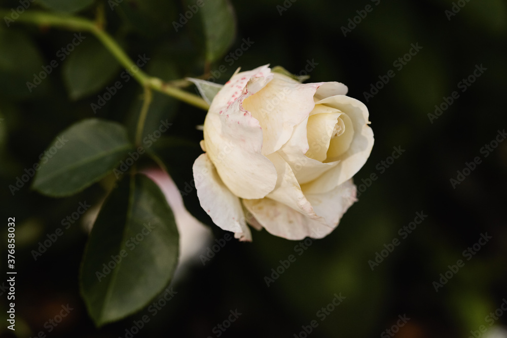 beautiful white rose on a dark green background of leaves in a summer garden close-up beautiful white rose on a dark green background of leaves in a summer garden close-up