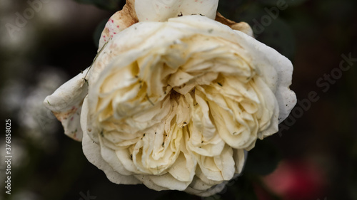 a faded white rose in an autumn garden. close-up on a dark green background