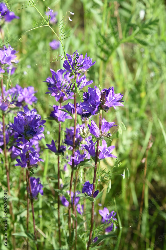 Blue flower bells blooming in wildlife countryside meadow Blue flower bells blooming in wildlife countryside meadow