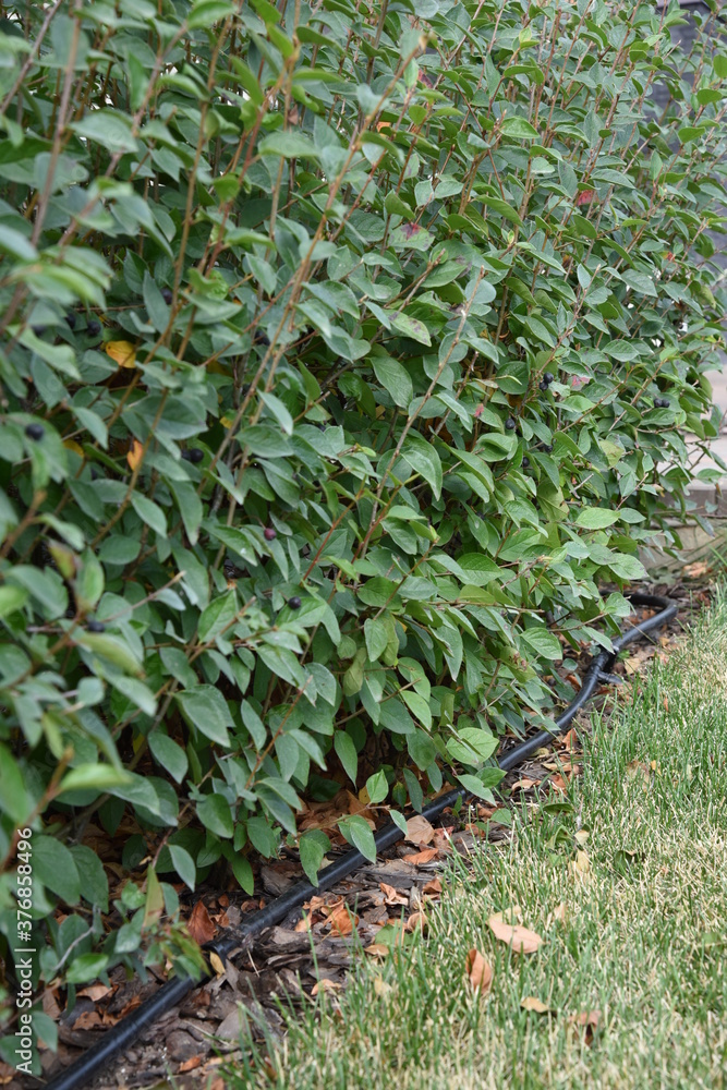 Obraz premium Bushes hedge with drop irrigation system and mulching
