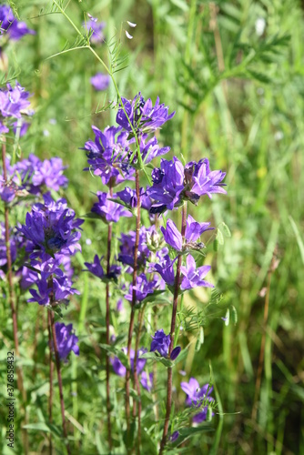 Blue flower bells blooming in wildlife countryside meadow