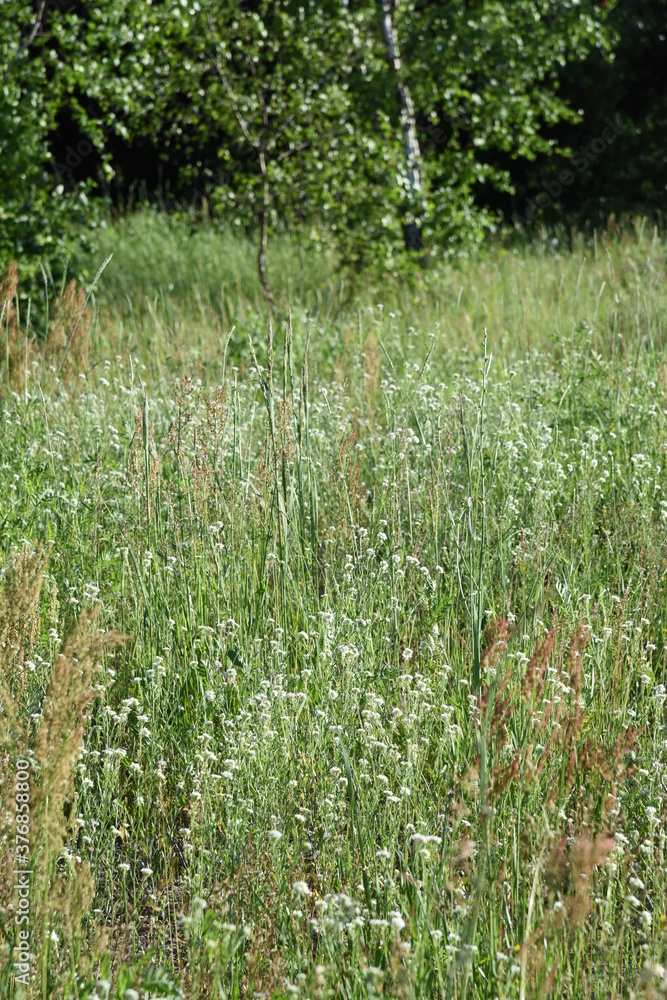 Middle summer wild field with blooming herbs and grasses and trees on background in sunny day Middle summer wild field with blooming herbs and grasses and trees on background in sunny day