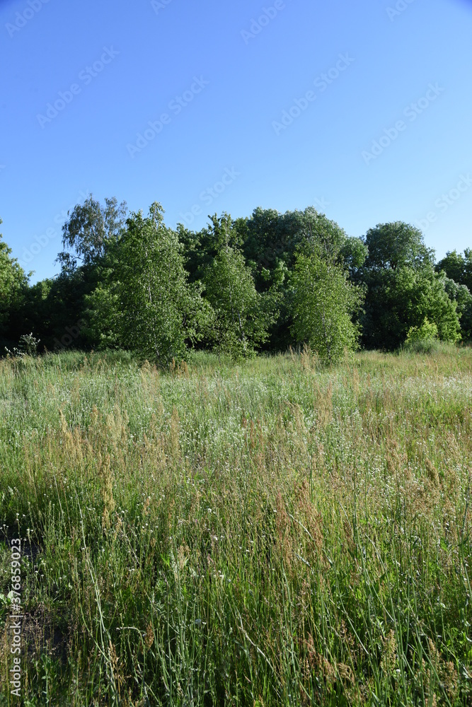 Middle summer wild field with blooming herbs and grasses and trees on background in sunny day Middle summer wild field with blooming herbs and grasses and trees on background in sunny day
