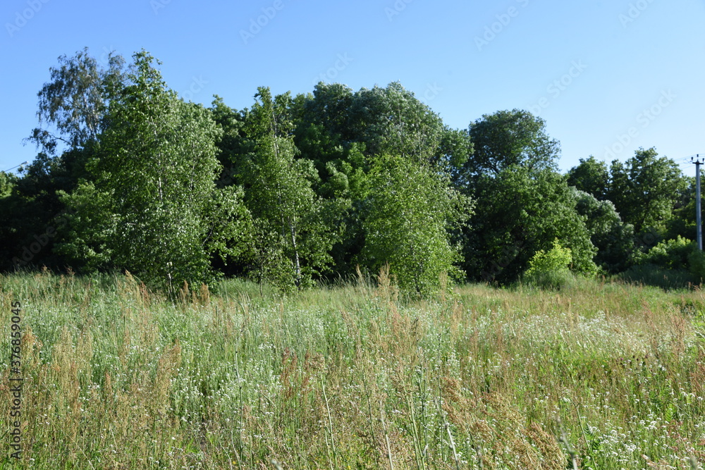 Obraz premium Middle summer wild field with blooming herbs and grasses and trees on background in sunny day