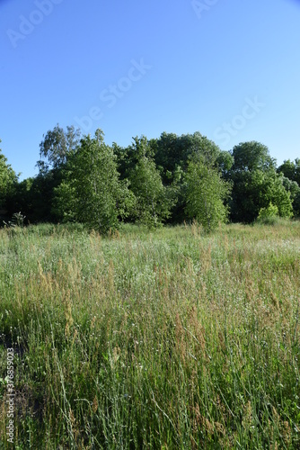Middle summer wild field with blooming herbs and grasses and trees on background in sunny day