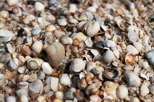 Seashore from shells on a sunny day.