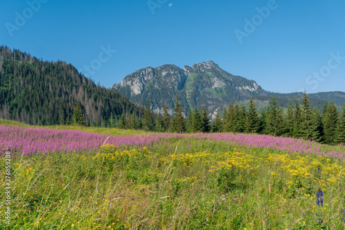 Scenic view of the colorful meadow plants with forest and mountain peak in background during summer morning in the Tatra mountains in Poland