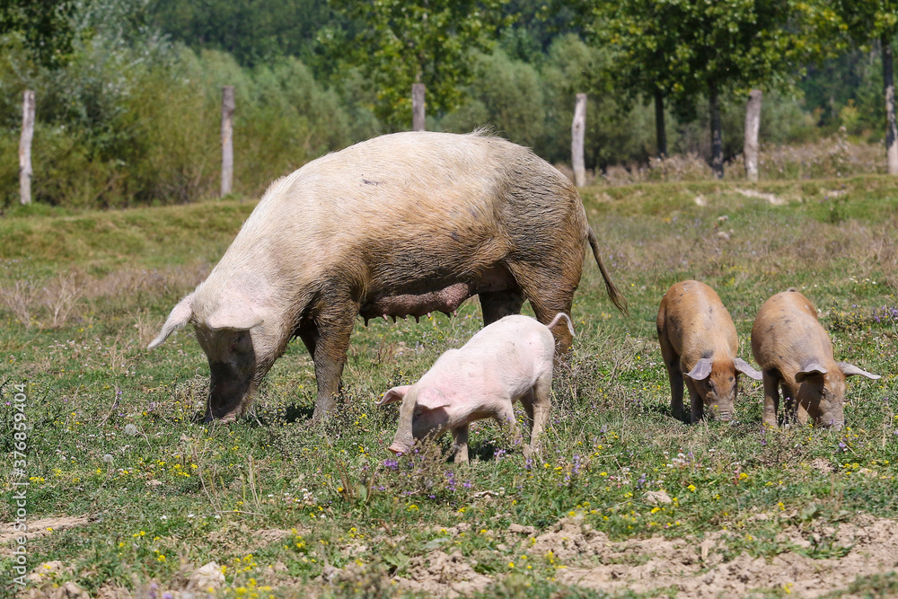 Big sow with three pigs in a meadow Big sow with three pigs in a meadow