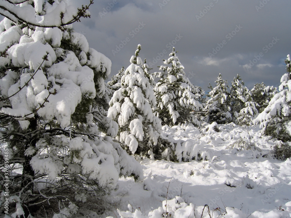 Nieve en el pinar. Cadalso de los Vidrios.  Madrid. España. Europa.