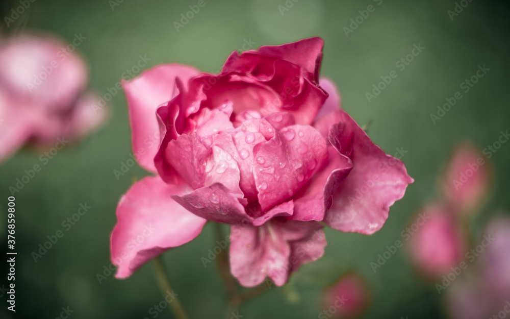 Soft style photograph of open pink garden rose blooming. Blurred background. Soft style photograph of open pink garden rose blooming. Blurred background.