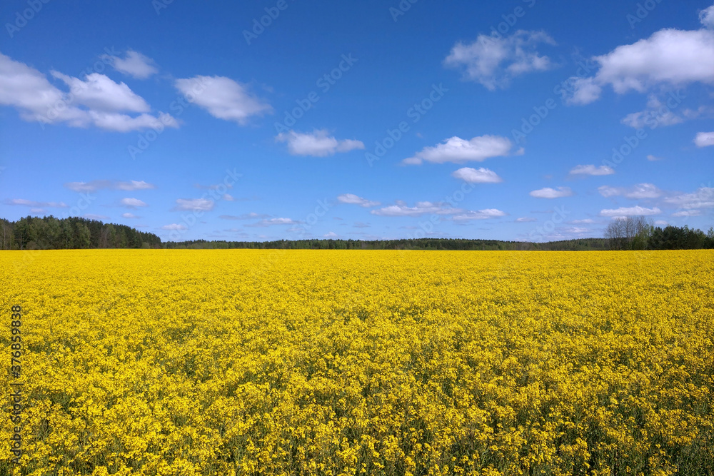 Yellow blooming rapeseed field on a clear day.