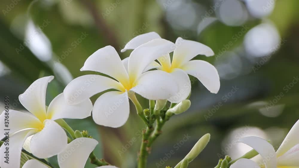 Close up Yellow mix white flower or Plumeria flower
Close up Yellow mix white flower or Plumeria flower