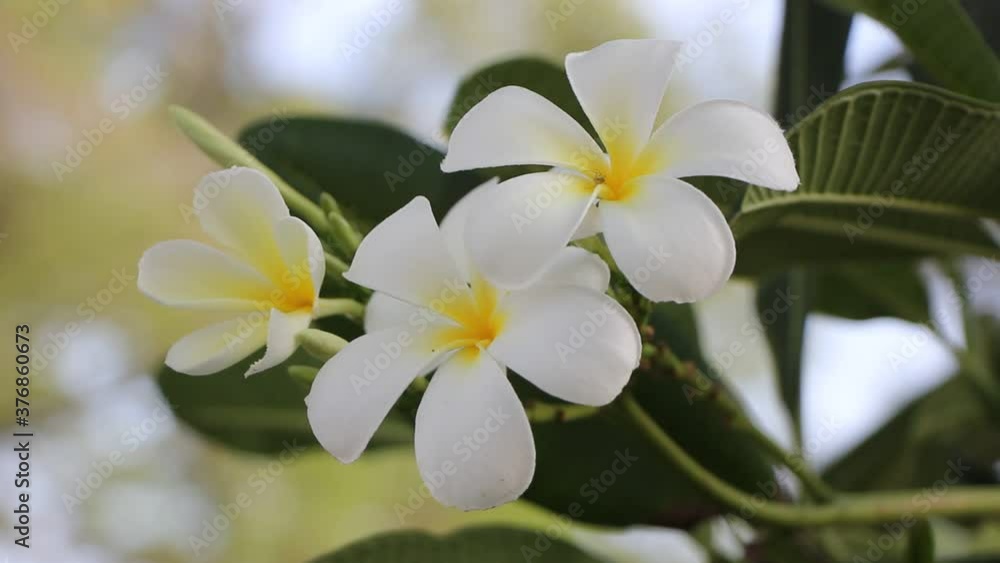 Close up Yellow mix white flower or Plumeria flower
