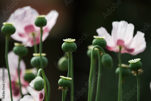 Close up of flowers and seed pod of opium poppy photo