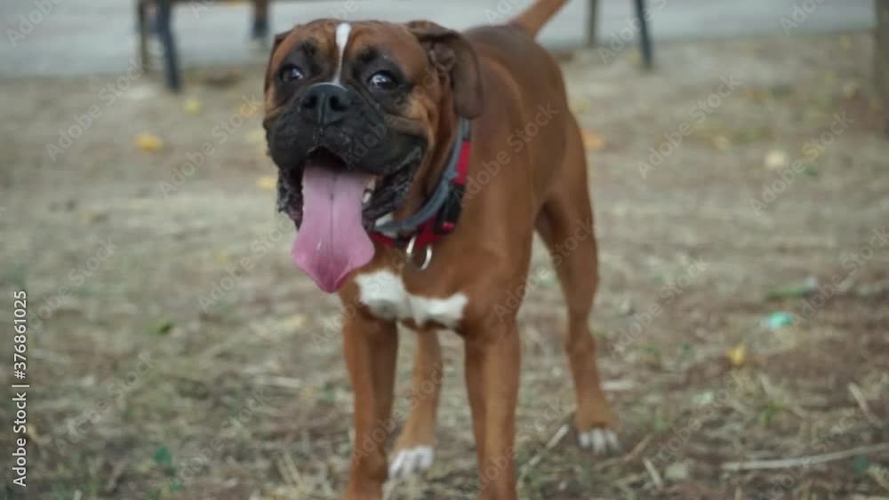 Happy brown Boxer dog with tongue out runs towards camera, slow motion Happy brown Boxer dog with tongue out runs towards camera, slow motion