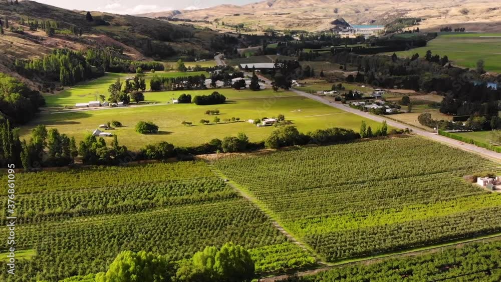 Beautiful Landscape Scenery Of Lush Cherry Trees In The Orchard Near Roxburgh Village In Central Otago, New Zealand After Harvest Season - aerial drone Beautiful Landscape Scenery Of Lush Cherry Trees In The Orchard Near Roxburgh Village In Central Otago, New Zealand After Harvest Season - aerial drone