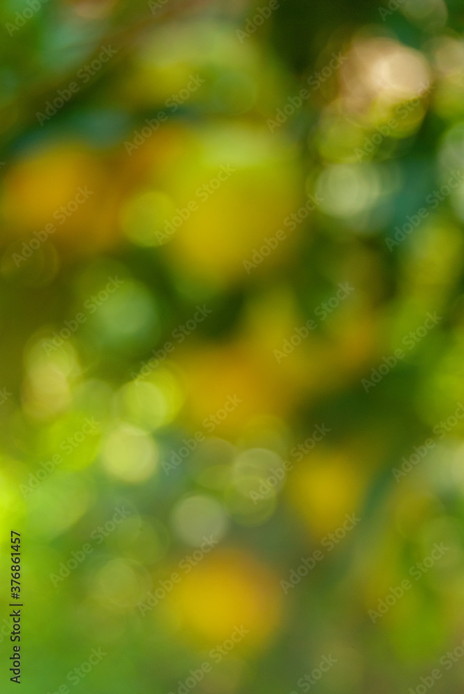 Green natural background of out of focus forest or bokeh Green natural background of out of focus forest or bokeh