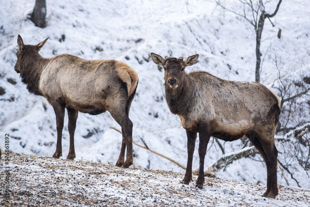View of marals (Cervus elaphus sibiricus) View of marals (Cervus elaphus sibiricus)