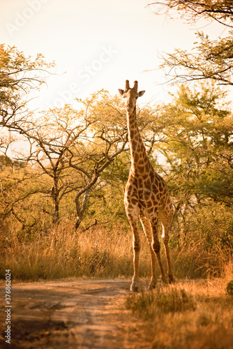 2020-7-african-stock-photo-bush-shoot-giraffe