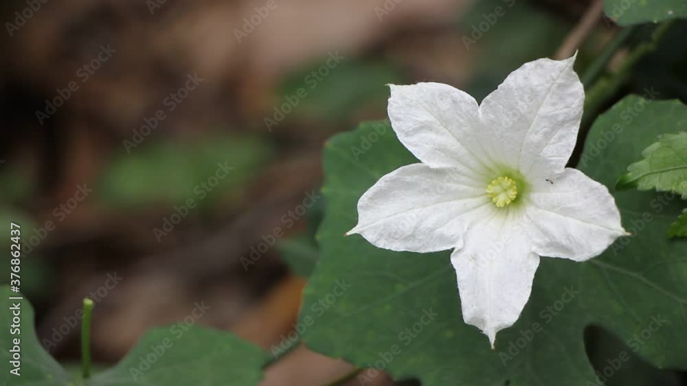 White Flower Ivy Gourd Coccinia grandis
White Flower Ivy Gourd Coccinia grandis