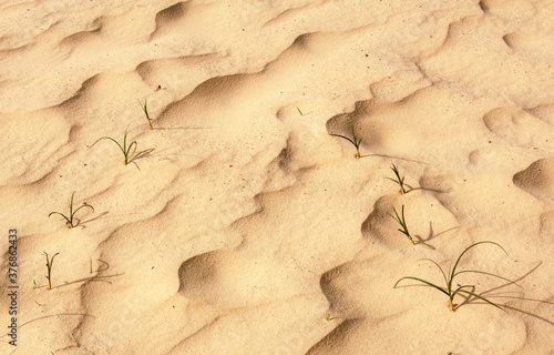 Beachgrass colonising sand by vegetative reproduction; new shoots grow in lines on an underground rhizome. 