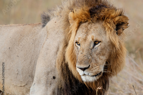 Portrait of a Lion male in the Masai Mara in Kenya