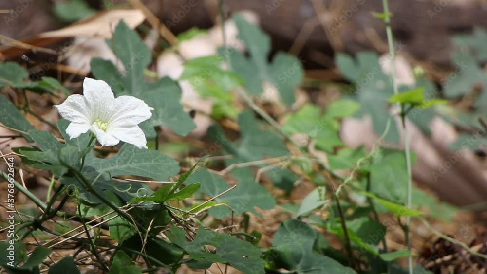 White Flower Ivy Gourd Coccinia grandis
White Flower Ivy Gourd Coccinia grandis