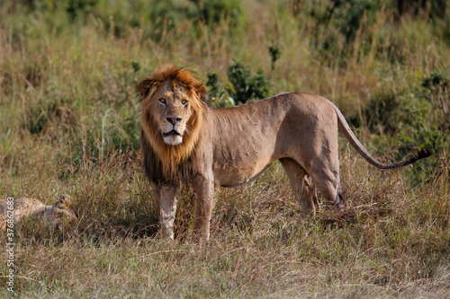 Lion Male standing in the Masai Mara in Kenya
