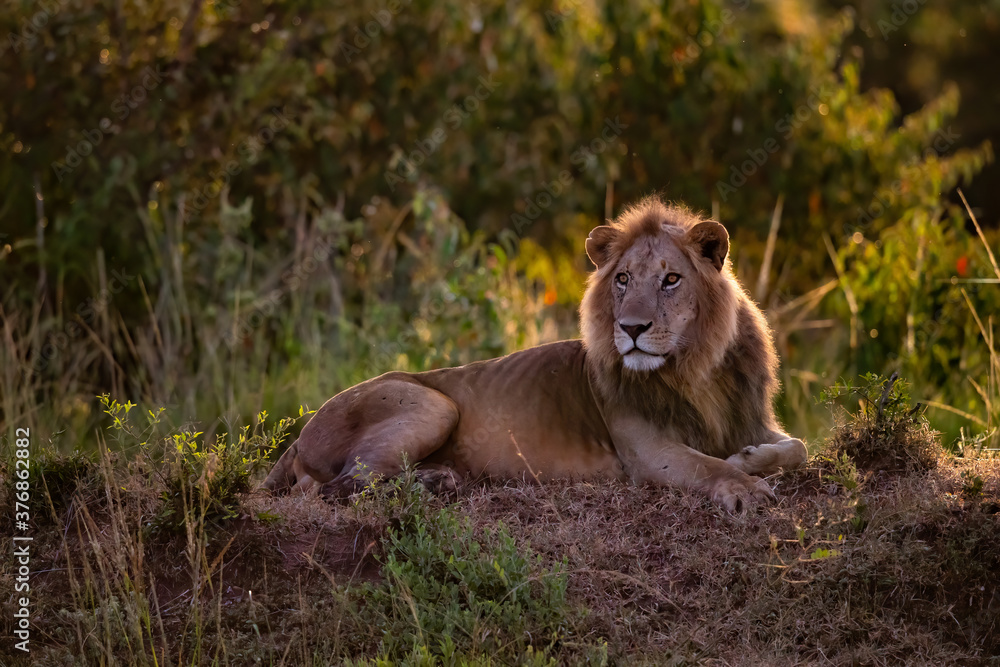 Naklejka premium Lion Male resting in the Masai Mara in Kenya