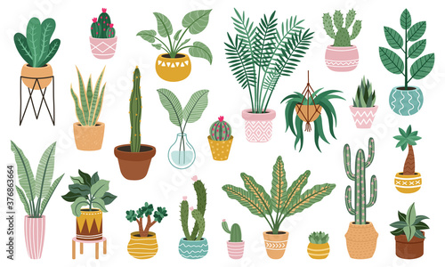 Plant in pots. Home potted plants, flower house plants, ficus, cacti and succulents, indoor decorative plants isolated vector illustration set isolated on white. Green leaves and prickly cactus