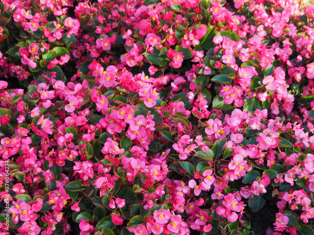 Floral bright background of begonia plant with pink flowers closeup. Gardening and landscaping in summer Floral bright background of begonia plant with pink flowers closeup. Gardening and landscaping in summer
