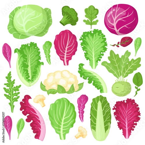 Cartoon cabbage. Cauliflower, kale, broccoli and lettuce leaves, organic vegetarian diet salad greens, garden cabbage vector illustration set. Healthy fresh products with vitamins for cooking