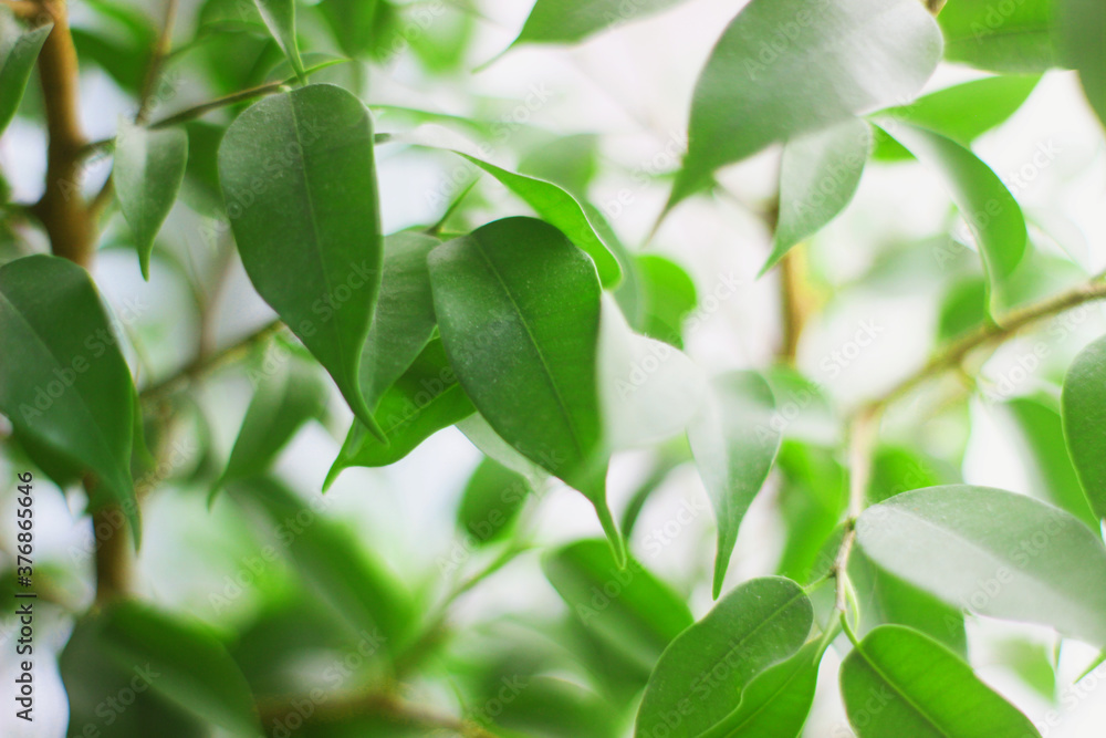 fresh green leaves