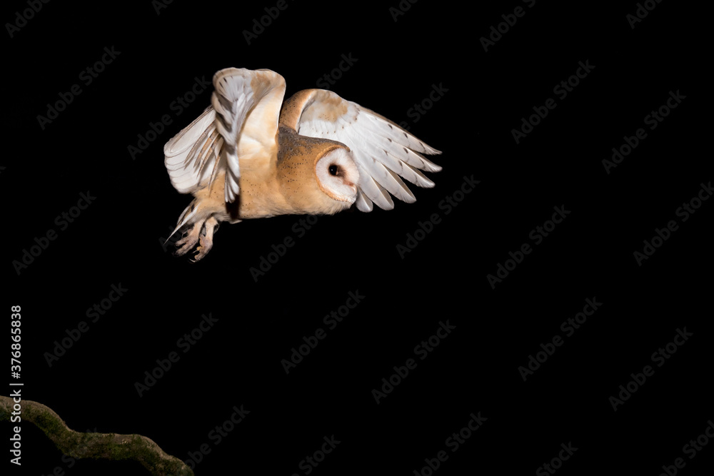 Fototapeta premium Flight dynamics of the Barn owl (Tyto alba)