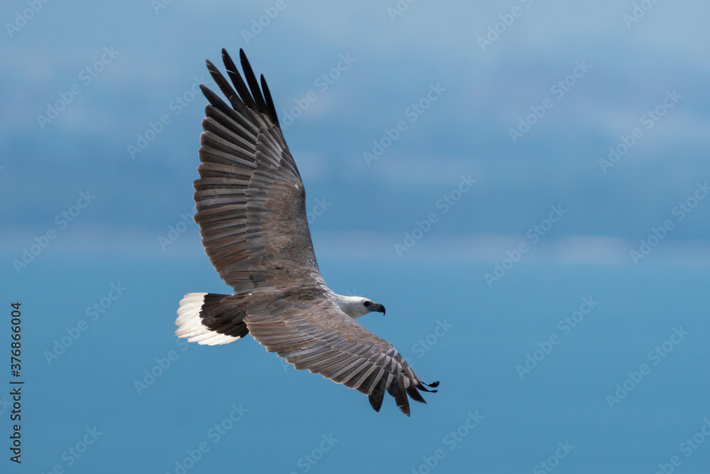 Fototapeta premium White-bellied sea eagle flying in the air.