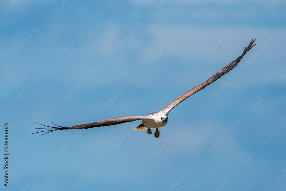 White-bellied sea eagle flying in the air. White-bellied sea eagle flying in the air.