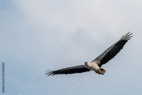 White-bellied sea eagle flying in the air.