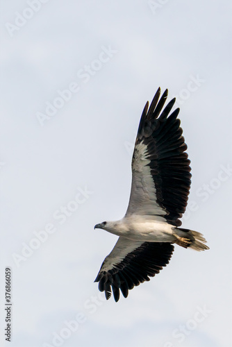 White-bellied sea eagle flying in the air.