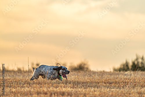 Pointer pedigree dog running with gps radio at dawn