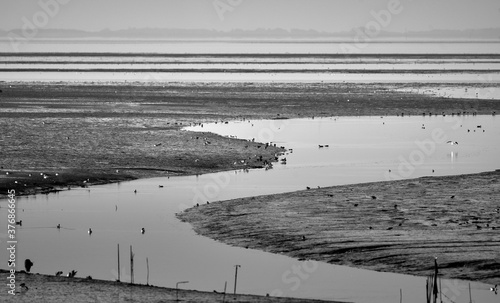 Pril with water that runs off at low tide, in the mudflats off the island of Sylt, Germany photo