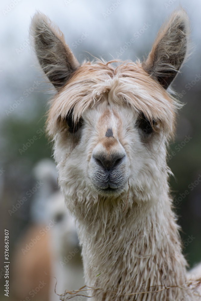 Obraz premium Weißes, süßes, junges Alpaka Nahaufnahme