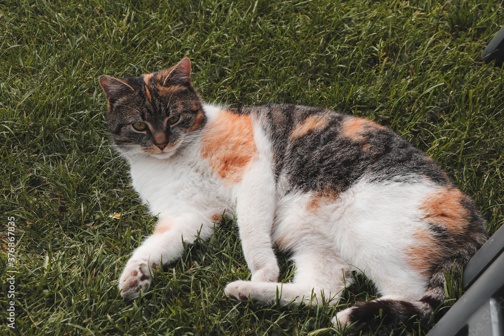 Tired felis catus domesticus decided to fall asleep on a beautifully trimmed lawn. Domesticated cat resting on the grass in the shade and watching the movement of people around her Tired felis catus domesticus decided to fall asleep on a beautifully trimmed lawn. Domesticated cat resting on the grass in the shade and watching the movement of people around her
