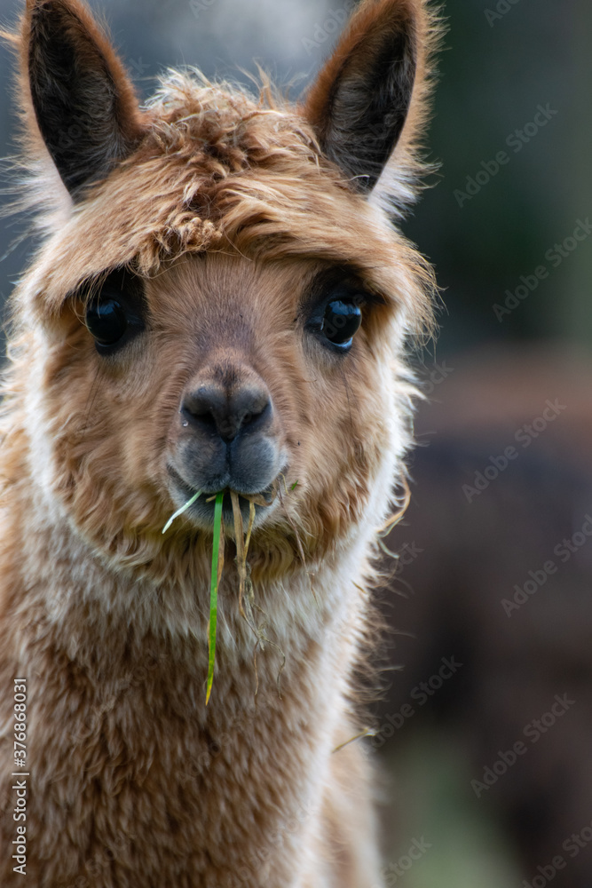 Süßes,  junges Alpaka mit Gras Nahaufnahme