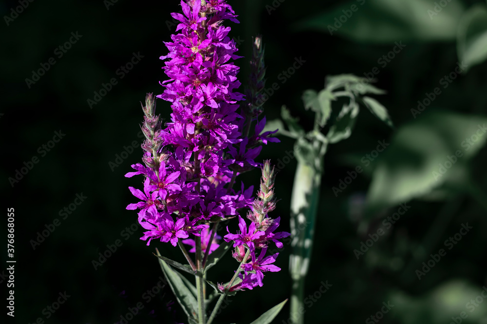 Purple wild flower on dark background
Purple wild flower on dark background
