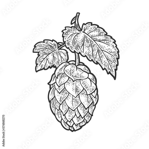 Beer hop cone sketch engraving vector illustration. T-shirt apparel print design. Scratch board imitation. Black and white hand drawn image.