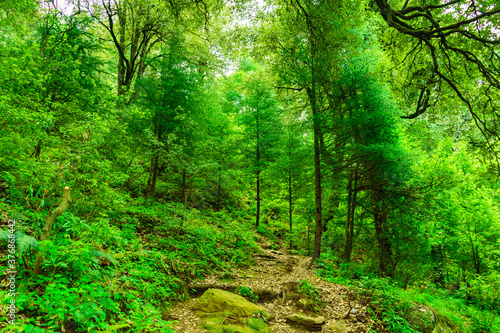 View enroute to Prashar Lake trekking trail through tropical evergreen himalayan rainforest. It is located at a height of 2730 m above sea level in lesser himalayas peaks near Mandi  Himachal Pradesh.