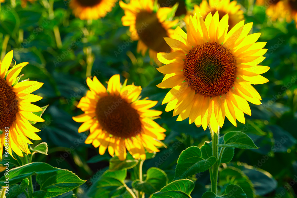 sunflower - bright field with yellow flowers, beautiful summer landscape