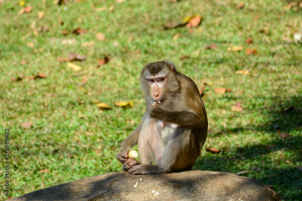 KHAO YAI NATIONAL PARK, THAILAND - December 31, 2018: Wild monkey near hiking trail to Kong Kaeo waterfall KHAO YAI NATIONAL PARK, THAILAND - December 31, 2018: Wild monkey near hiking trail to Kong Kaeo waterfall