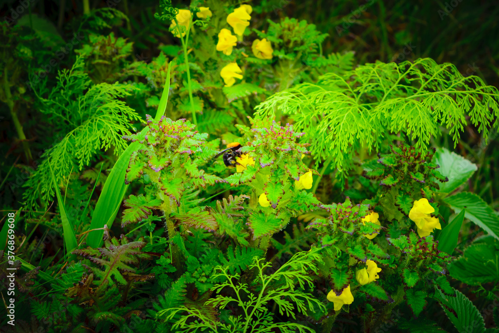 Selective focus meadow flowers, beautiful fresh morning with dew on petal at high altitude alpine region of himalayas at Himachal Pradesh. Spring landscape blurry natural background. Selective focus meadow flowers, beautiful fresh morning with dew on petal at high altitude alpine region of himalayas at Himachal Pradesh. Spring landscape blurry natural background.