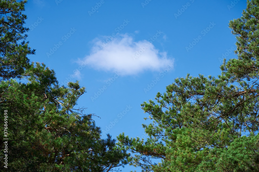 forest on a bright day, cloud in a branches frame - beautiful autumn landscape and wildlife